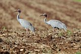 Sarus Crane